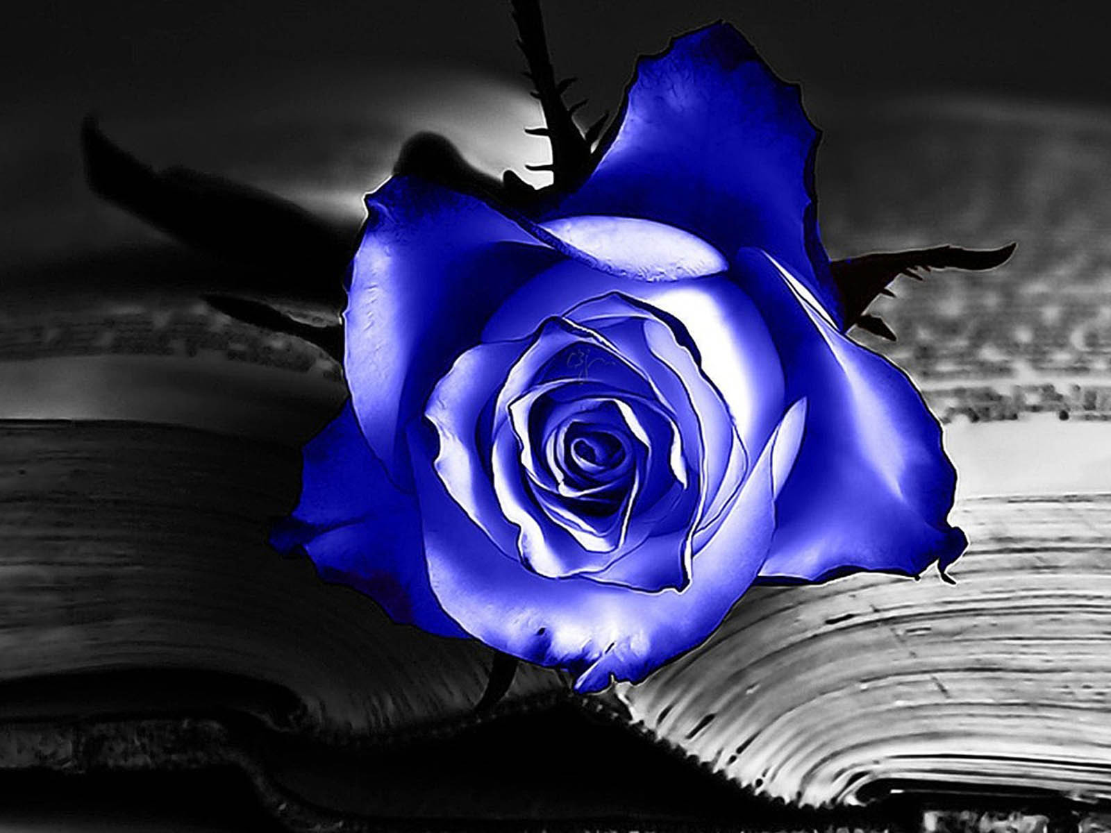 Blue Rose Wallpapers