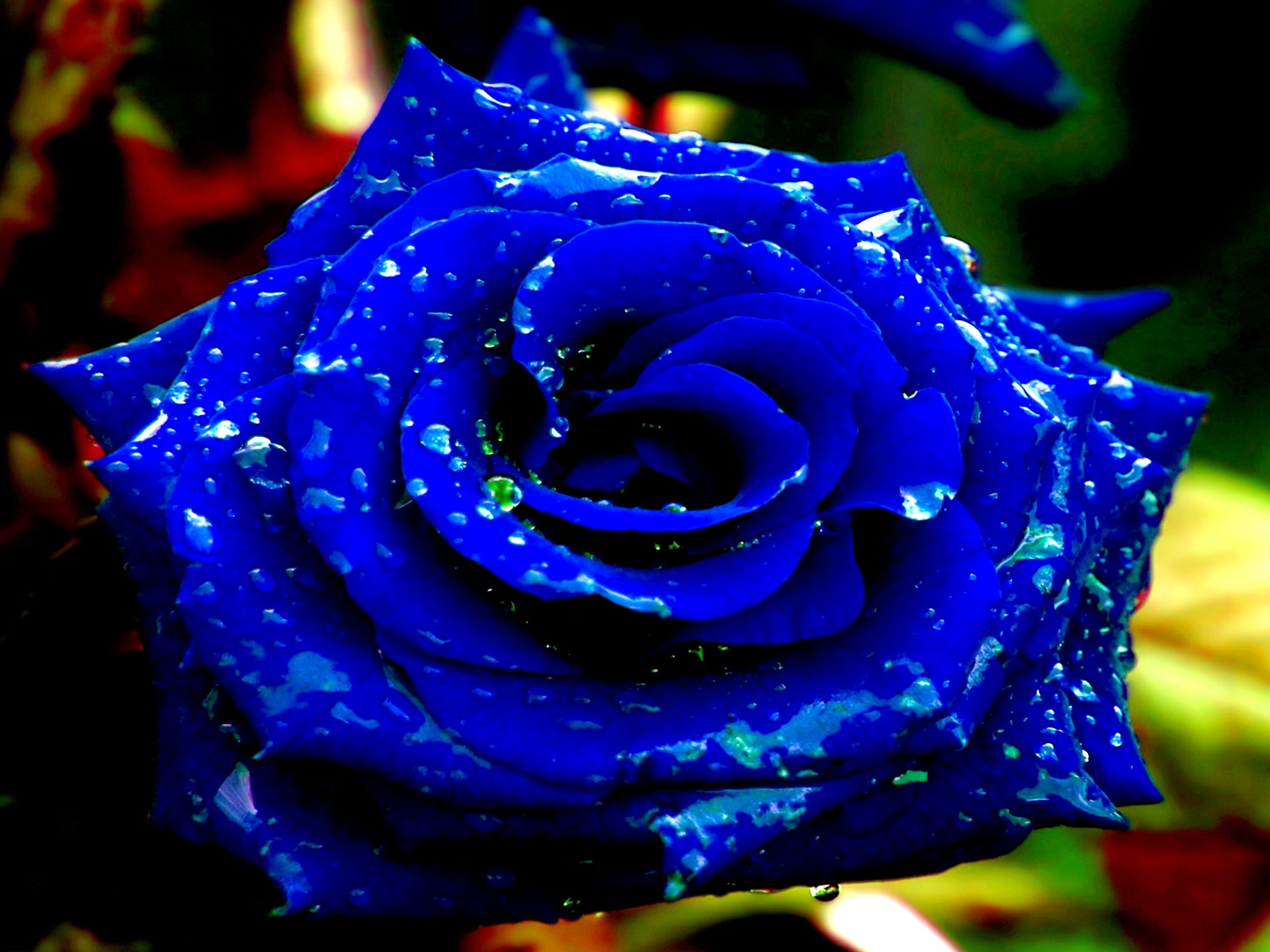 Blue Rose Wallpapers