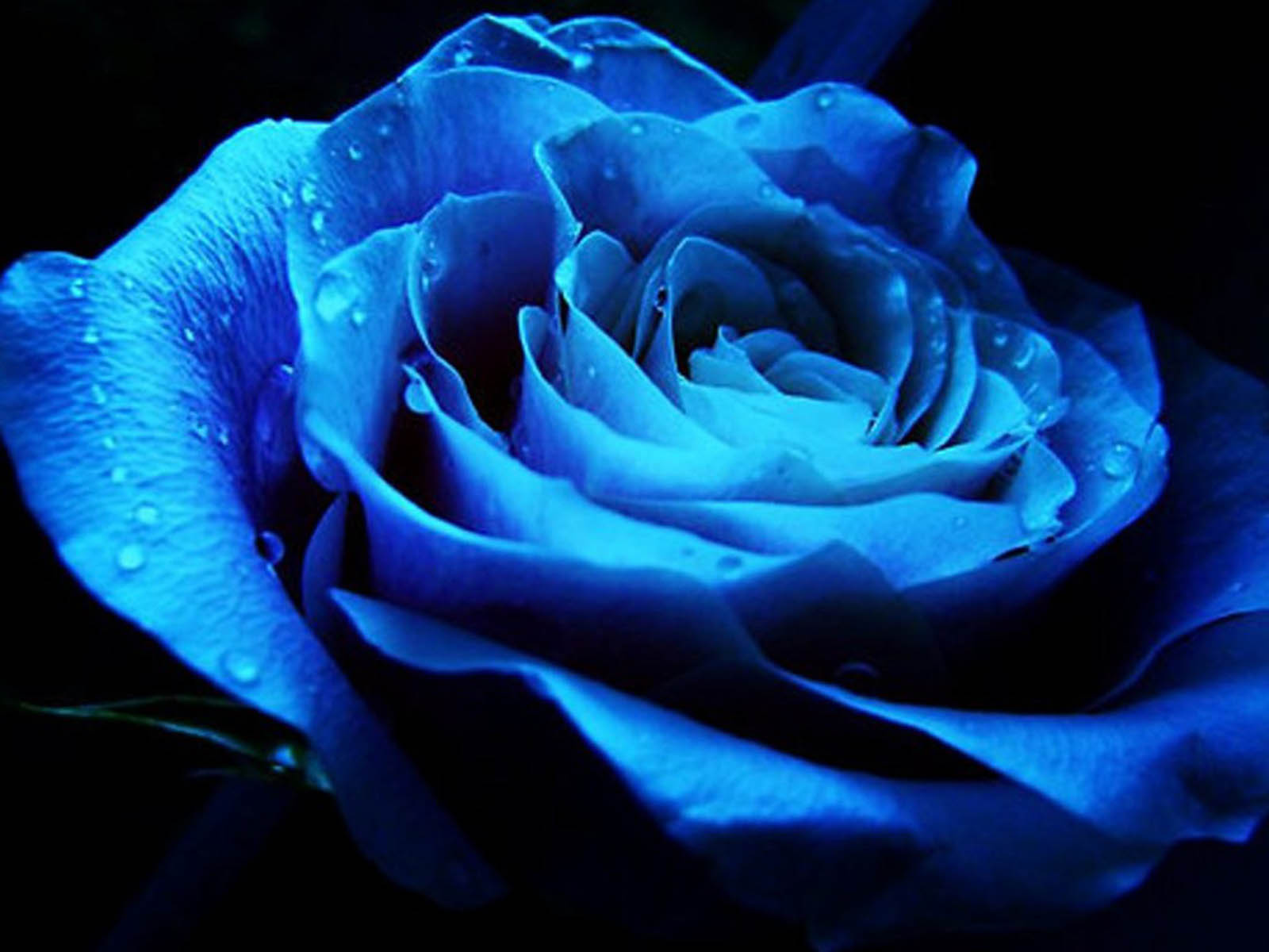 Blue Rose Wallpapers