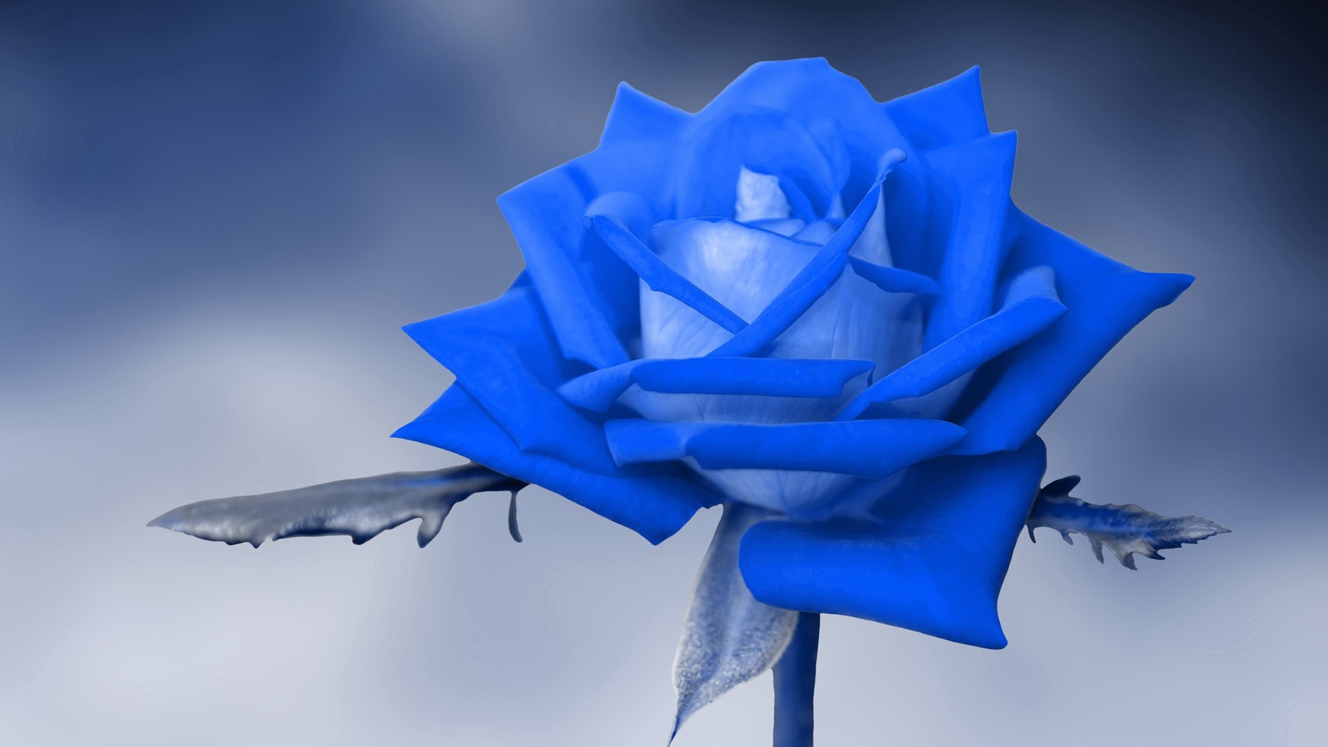 Blue Rose Wallpapers