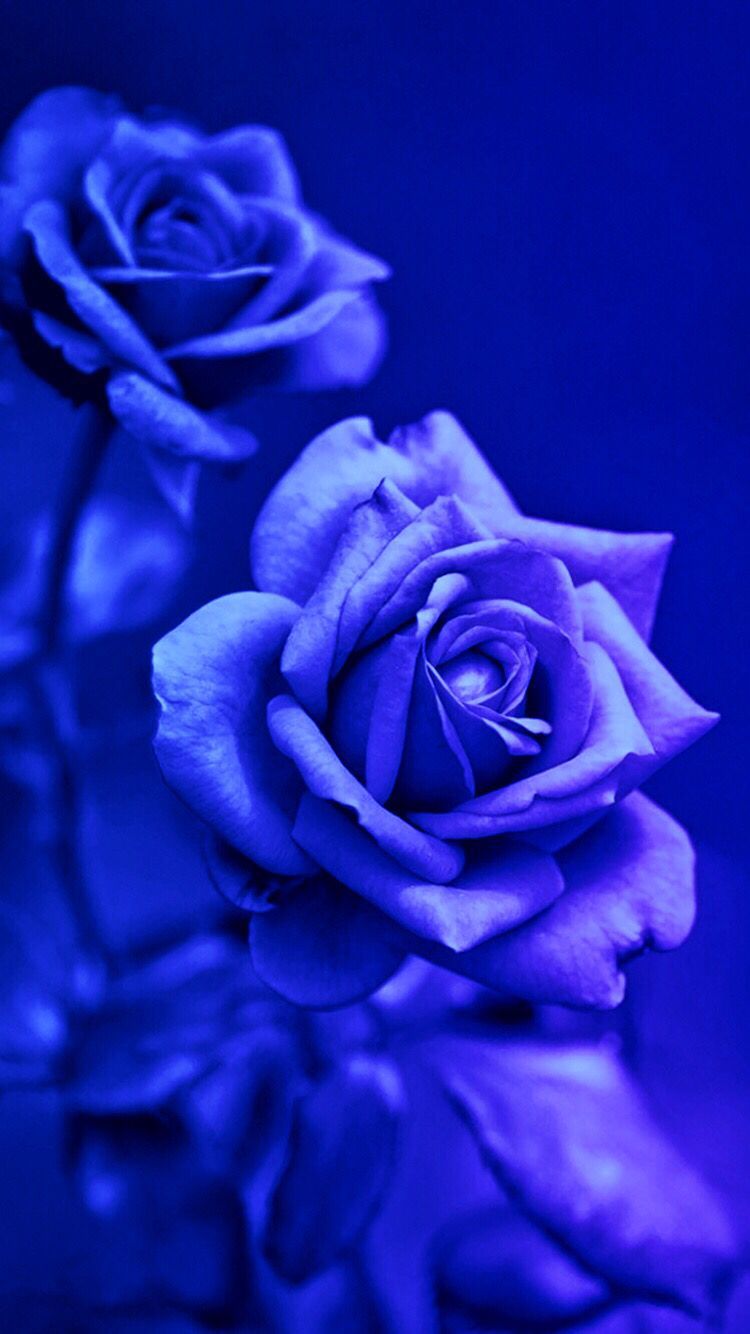 Blue Rose Wallpapers