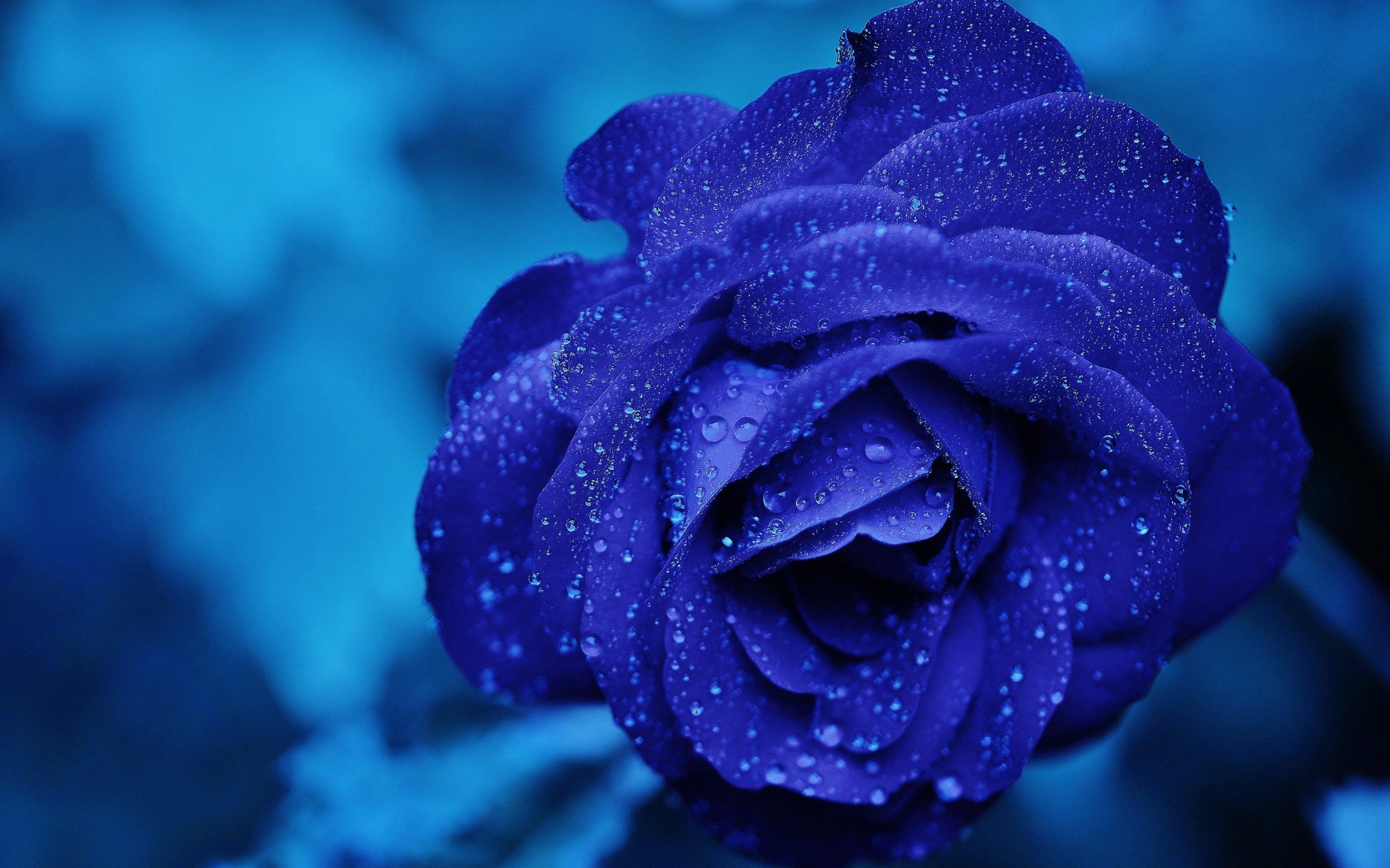 Blue Rose Wallpapers