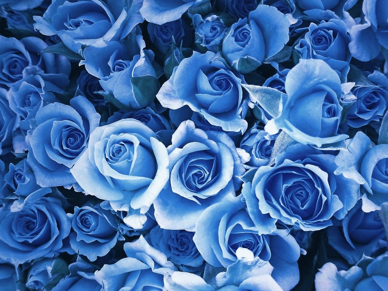 Blue Rose Wallpapers