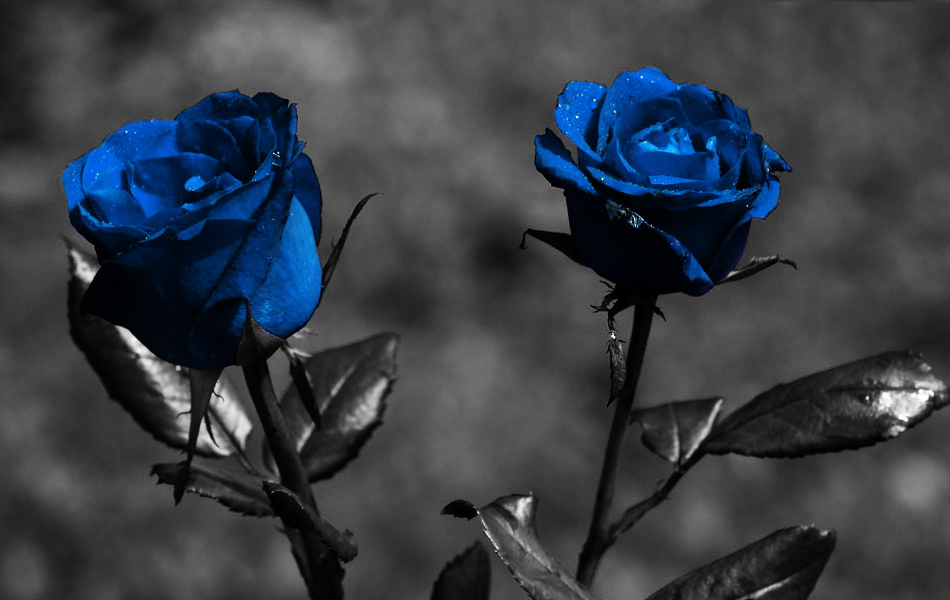 Blue Rose Wallpapers