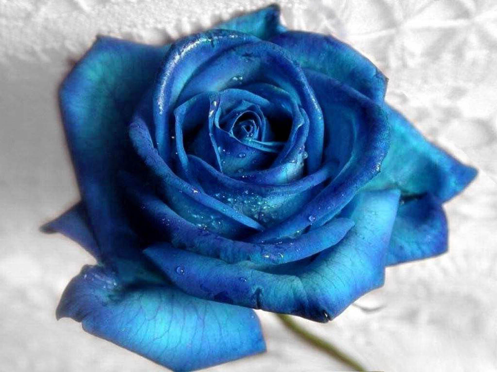 Blue Rose Wallpapers