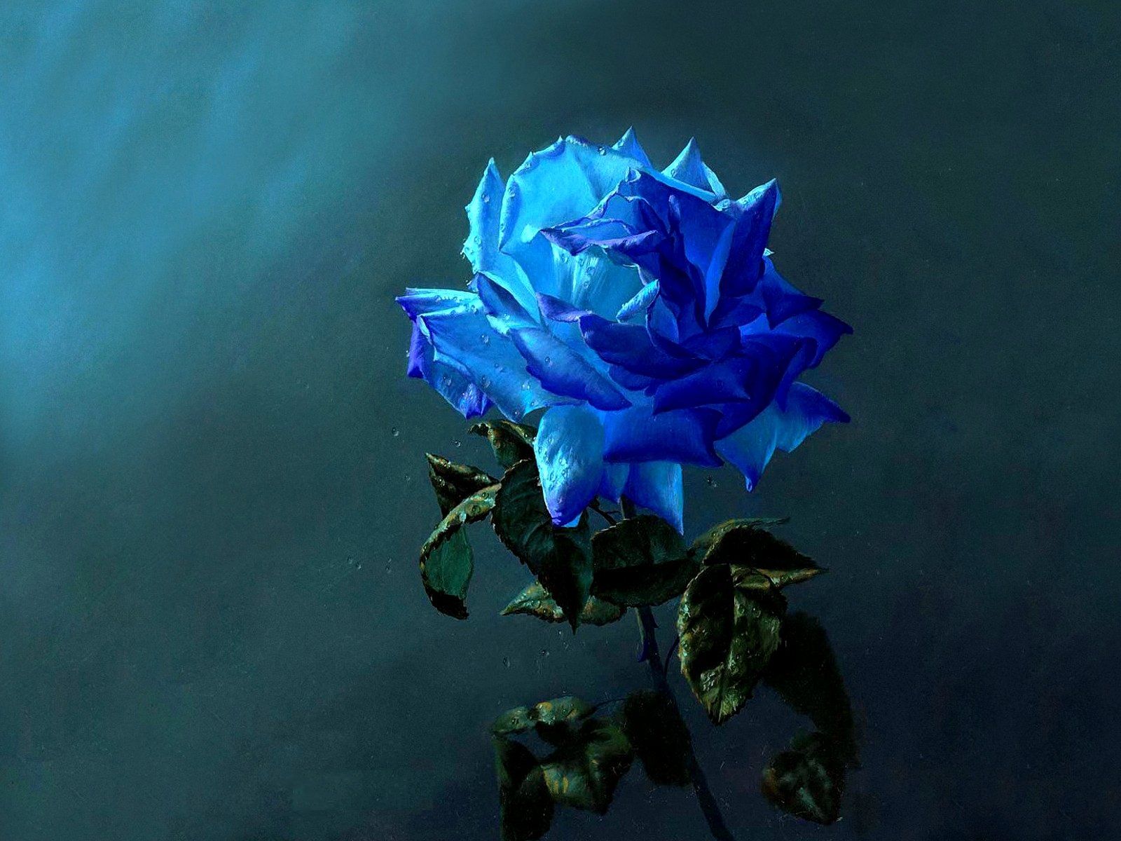 Blue Rose Wallpapers