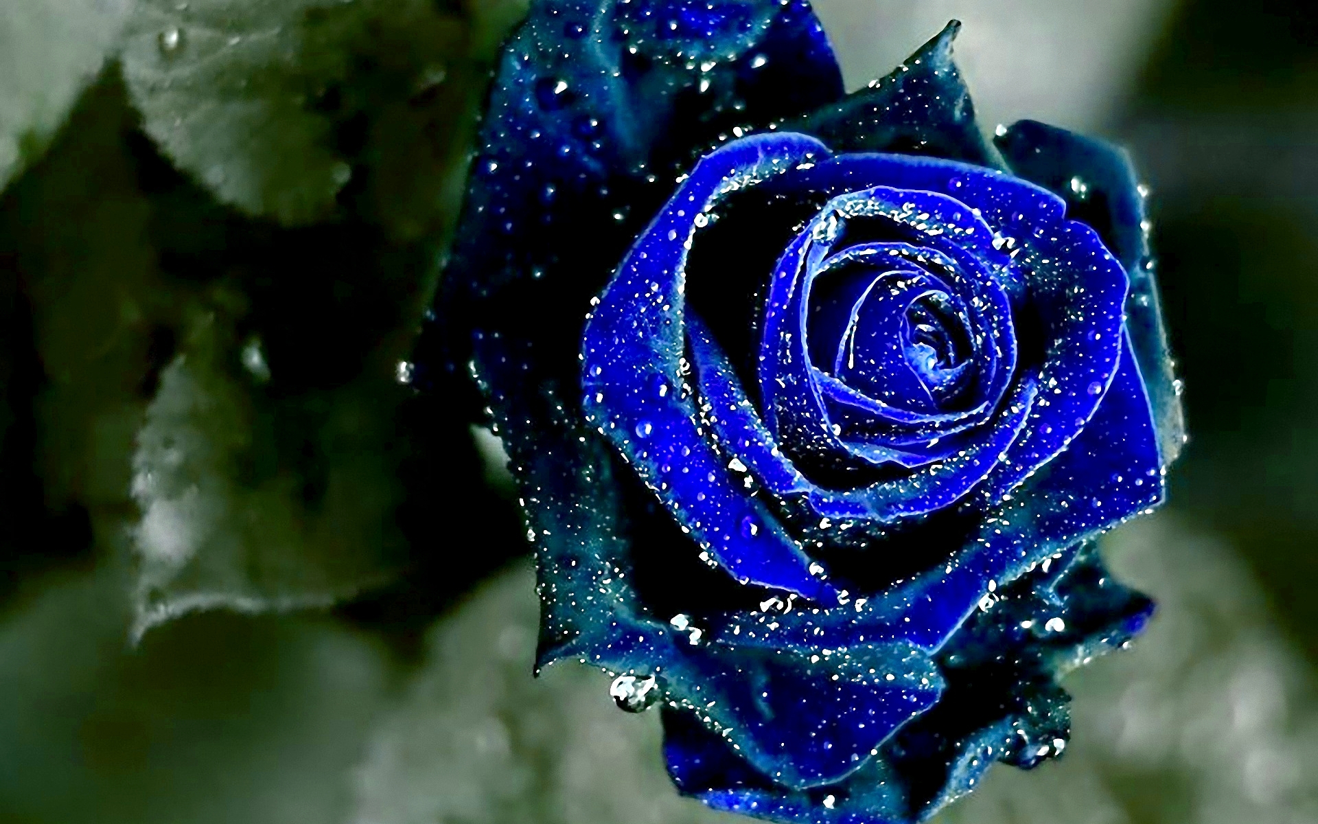 Blue Rose Wallpapers