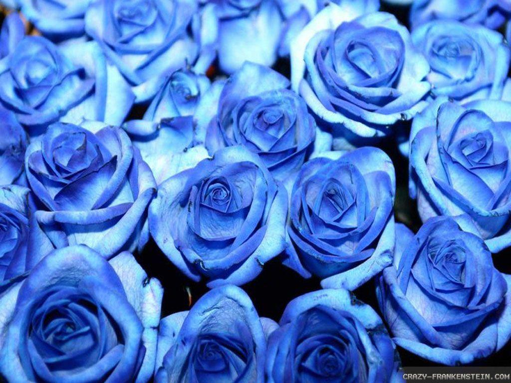 Blue Rose Wallpapers