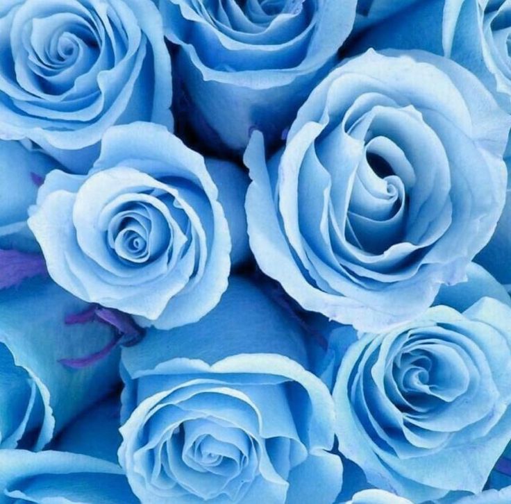 Blue Roses Aesthetic Wallpapers