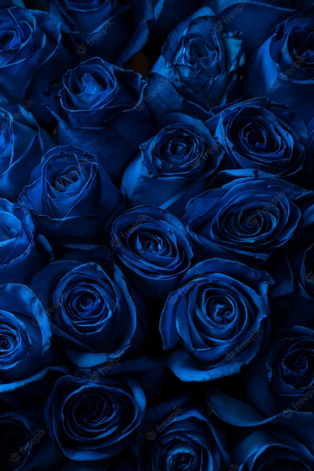 Blue Roses Aesthetic Wallpapers