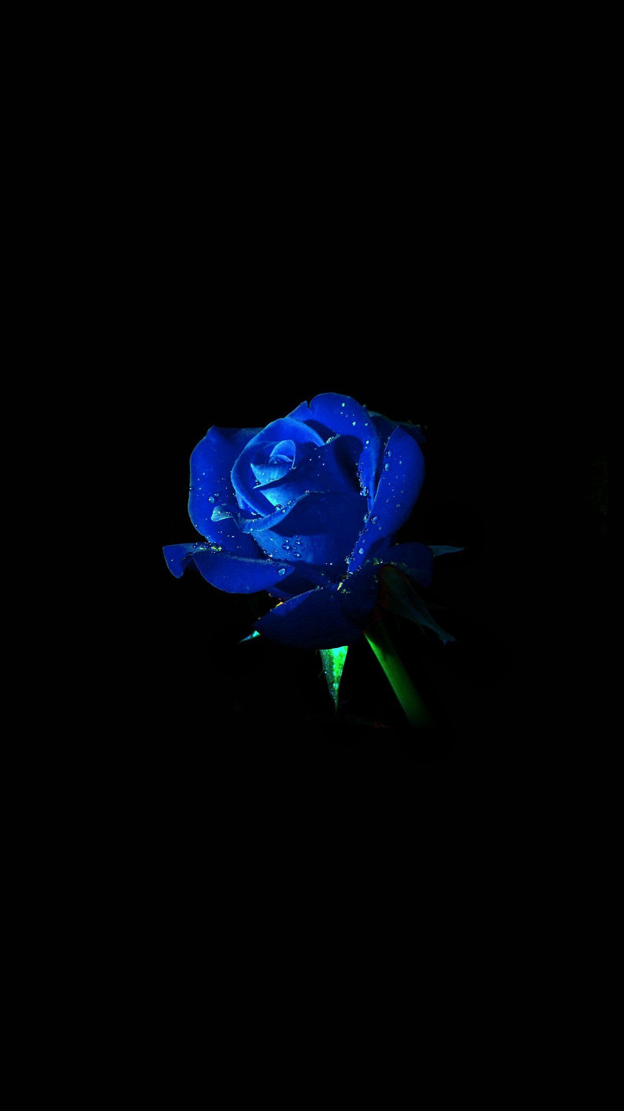 Blue Roses Aesthetic Wallpapers