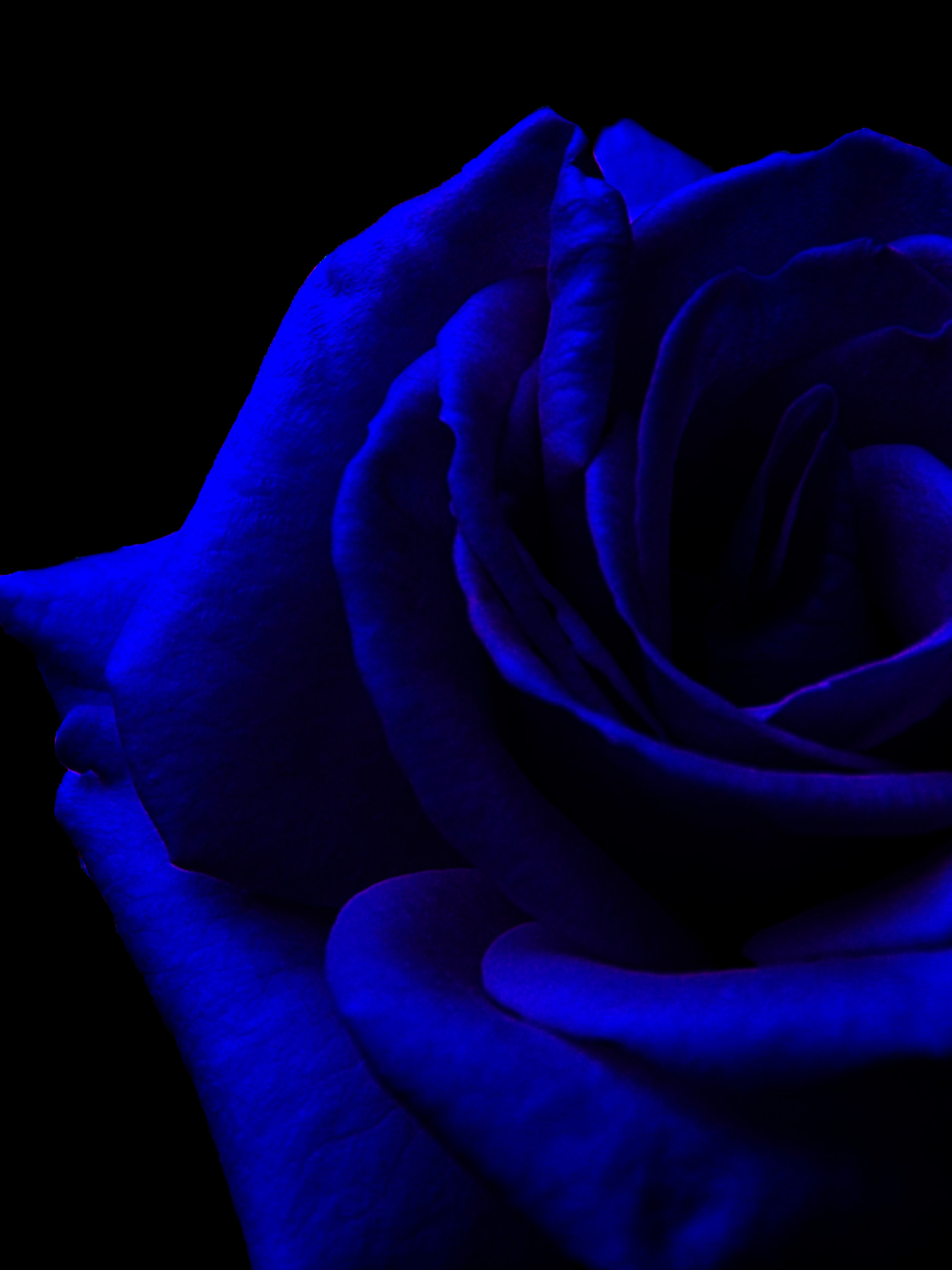 Blue Roses Aesthetic Wallpapers