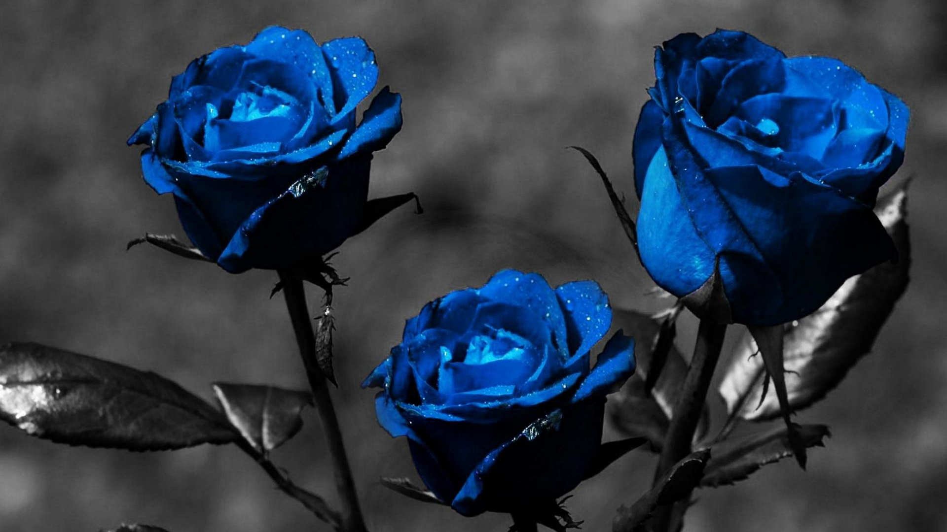 Blue Roses Aesthetic Wallpapers