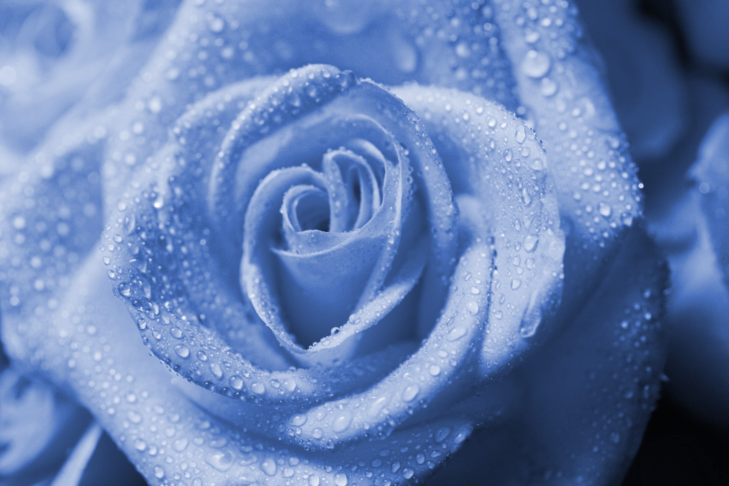 Blue Roses Aesthetic Wallpapers