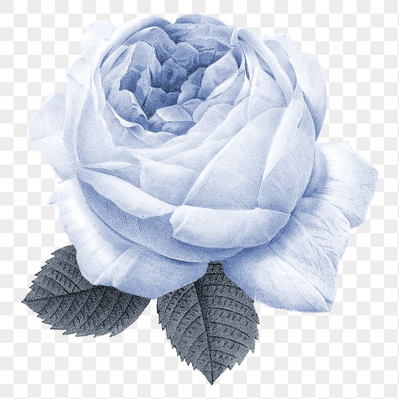 Blue Roses Aesthetic Wallpapers