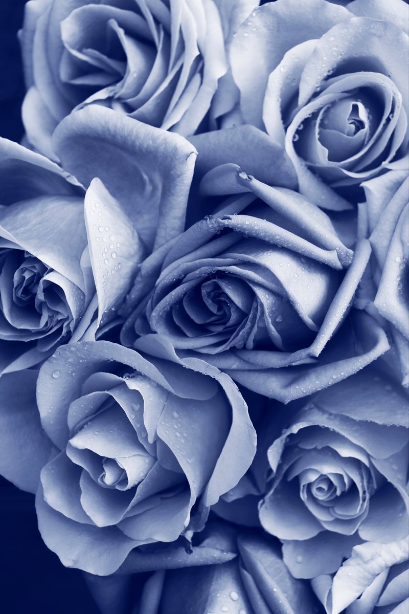 Blue Roses Aesthetic Wallpapers