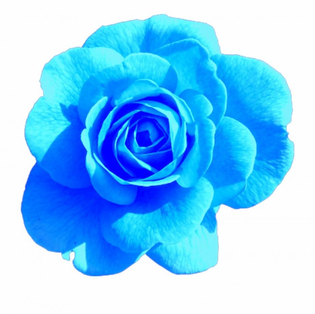 Blue Roses Aesthetic Wallpapers