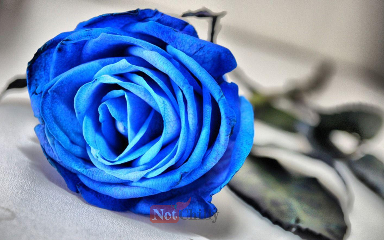 Blue Roses Aesthetic Wallpapers