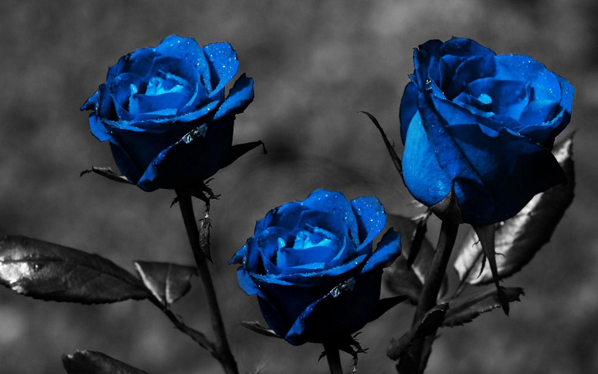 Blue Roses Wallpapers