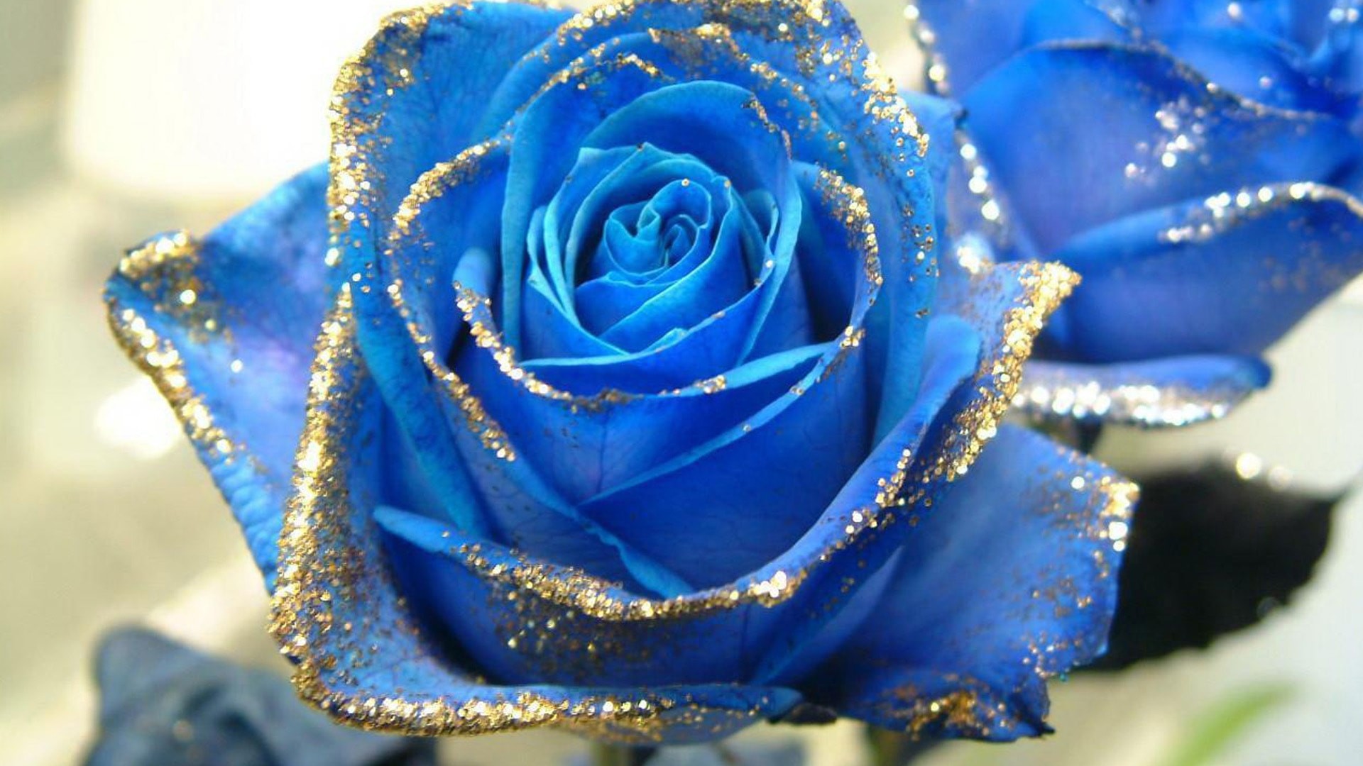 Blue Roses Wallpapers