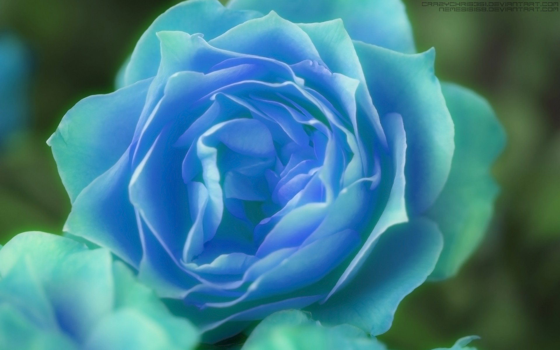 Blue Roses Wallpapers