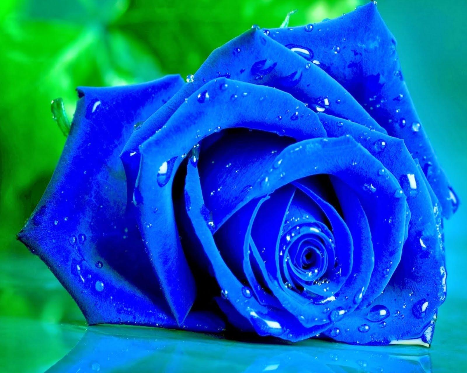 Blue Roses Wallpapers