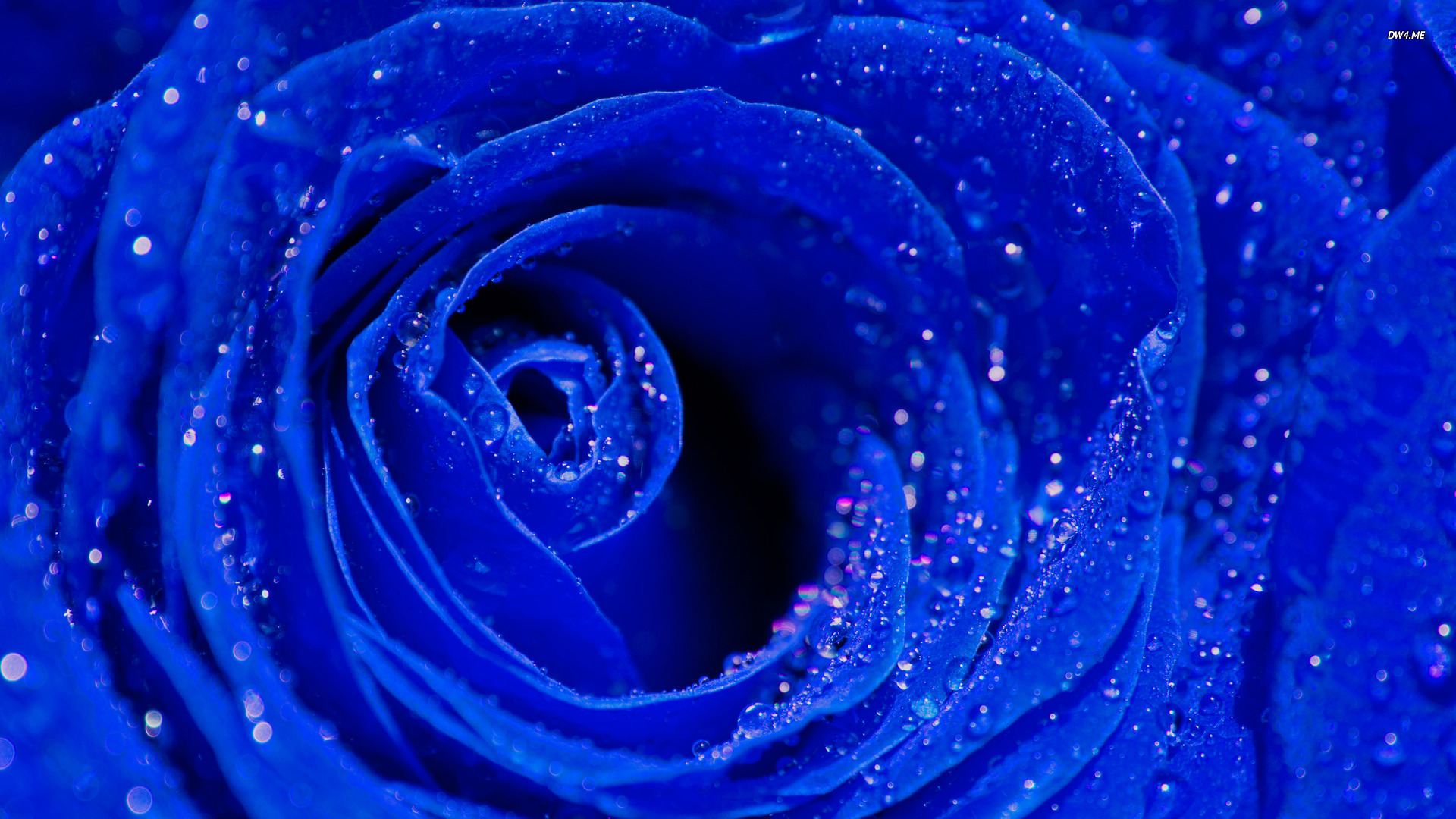 Blue Roses Wallpapers