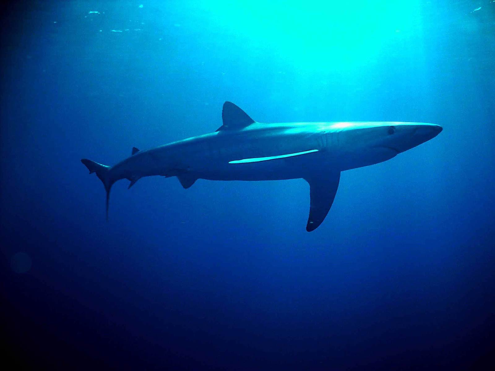 Blue Shark Wallpapers