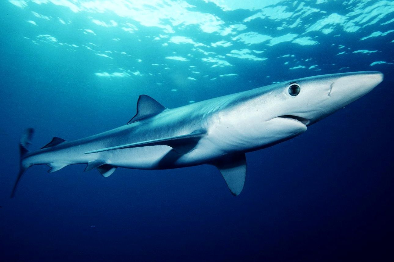 Blue Shark Wallpapers