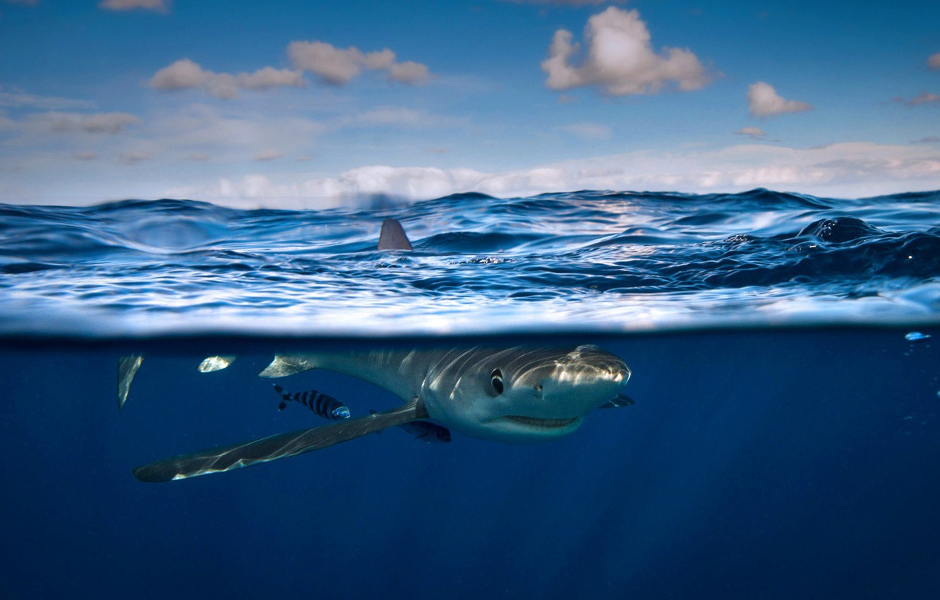 Blue Shark Wallpapers