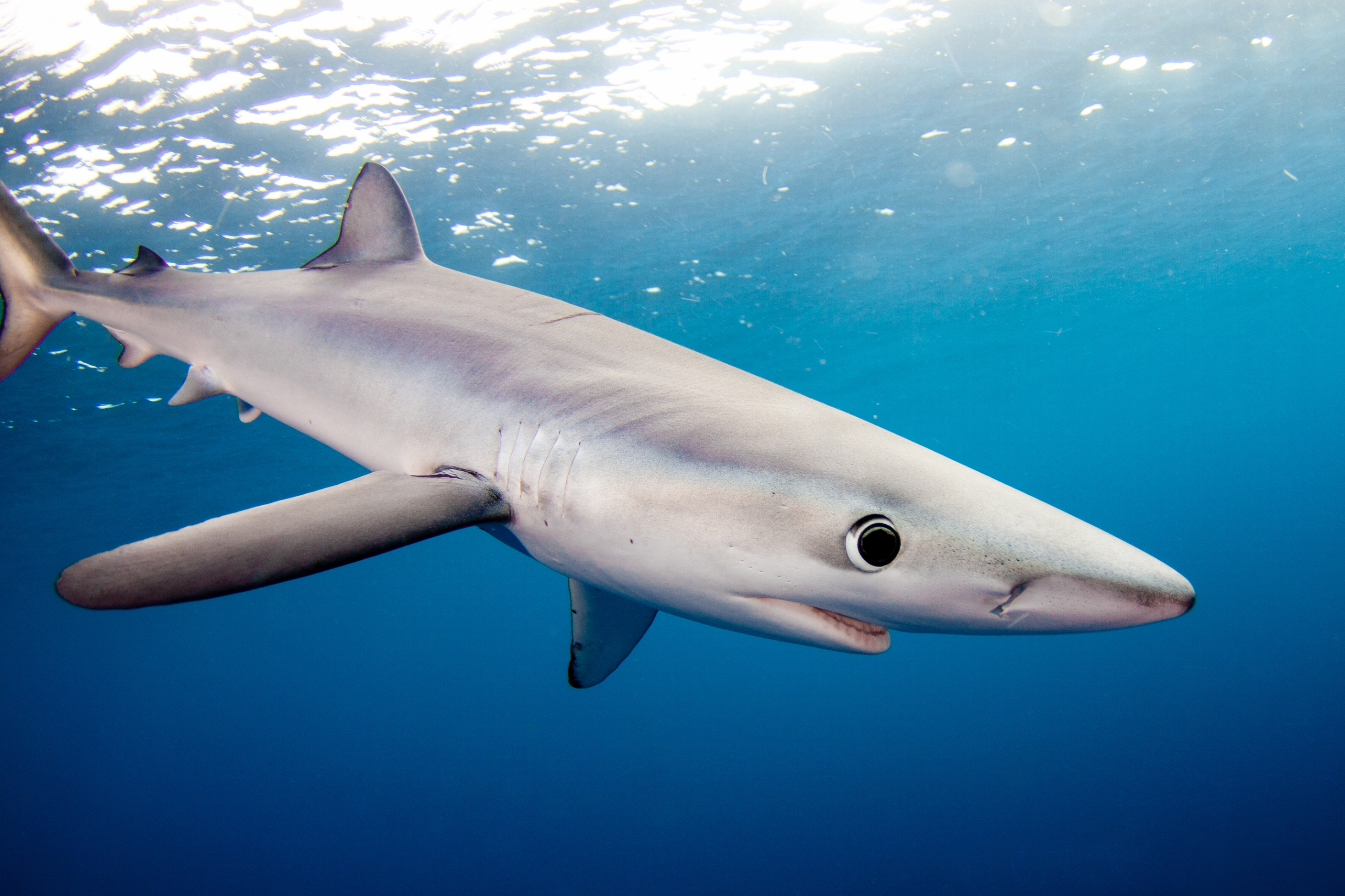 Blue Shark Wallpapers