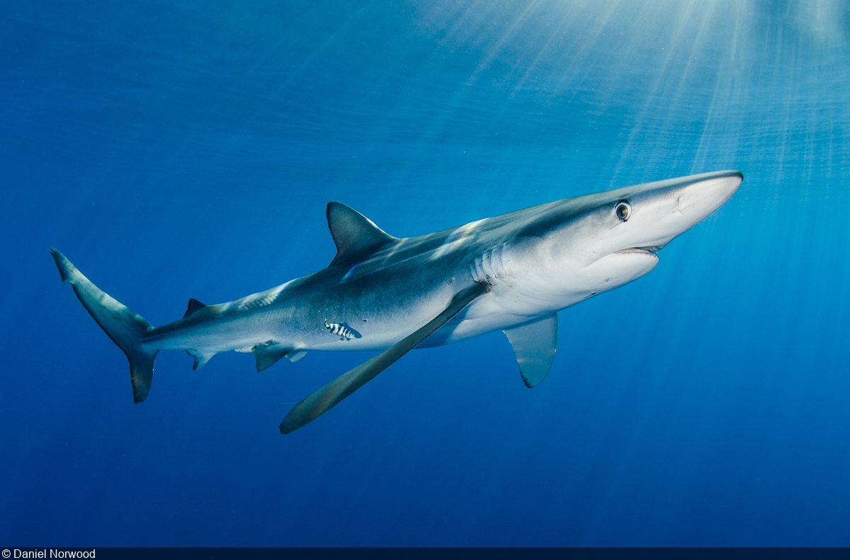 Blue Shark Wallpapers