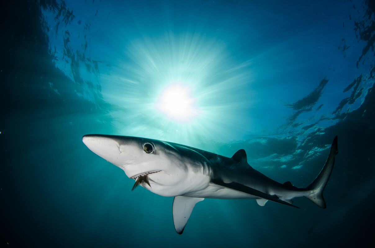 Blue Shark Wallpapers