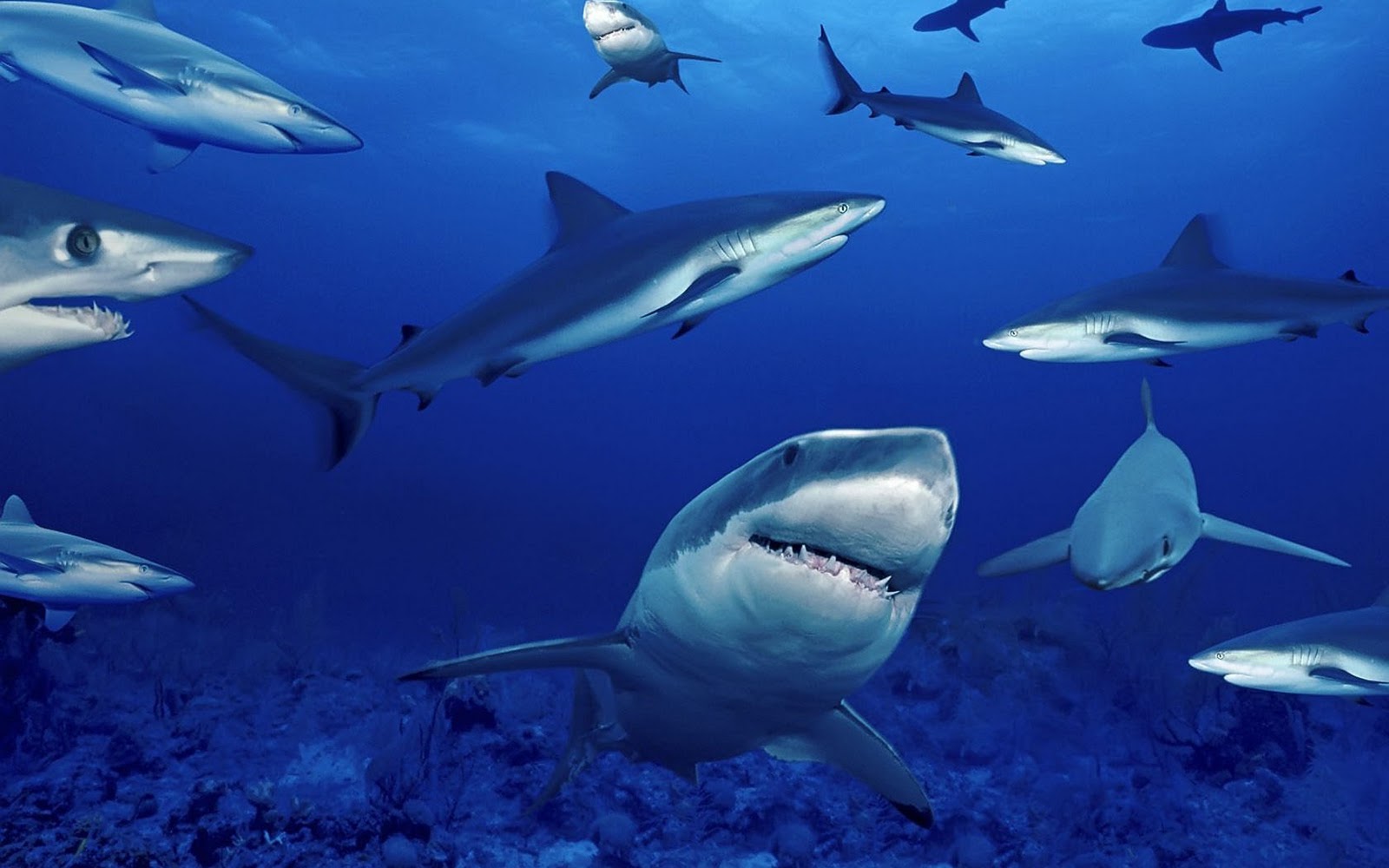 Blue Shark Wallpapers