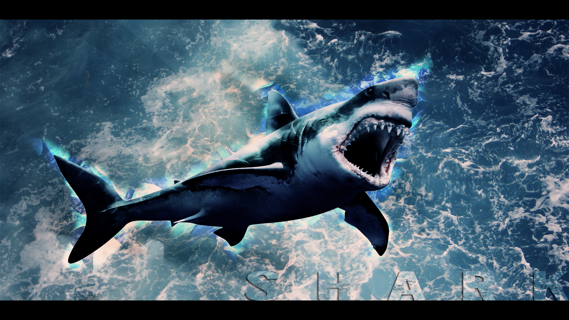 Blue Shark Wallpapers