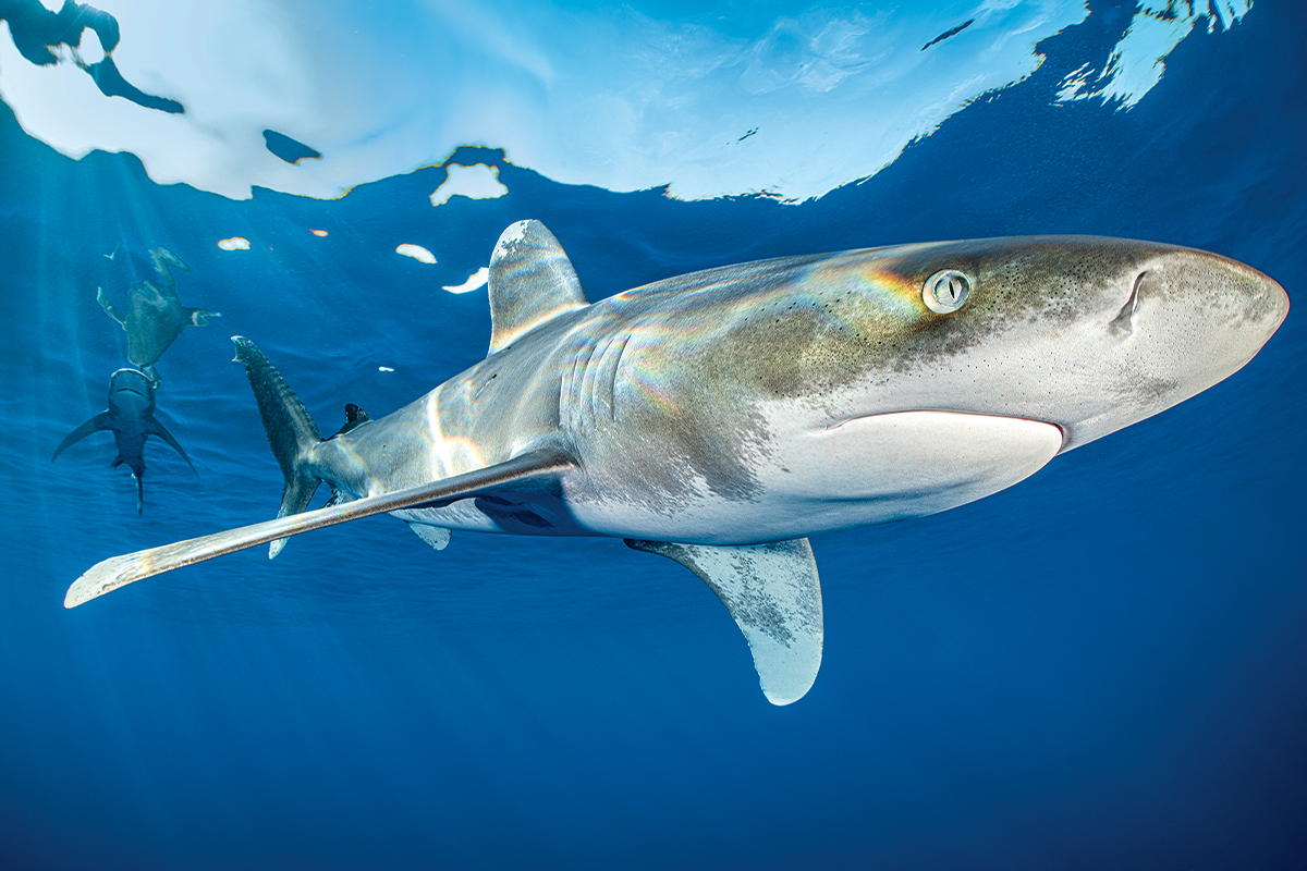 Blue Shark Wallpapers