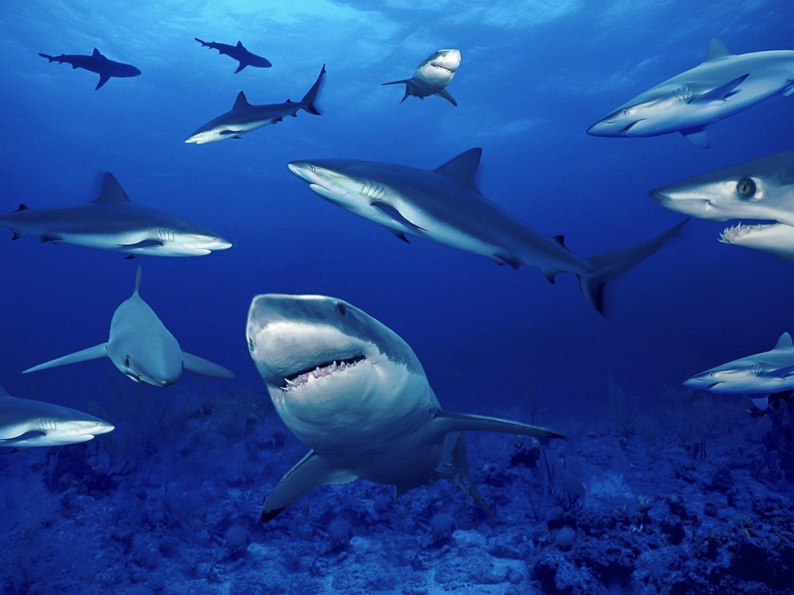 Blue Shark Wallpapers