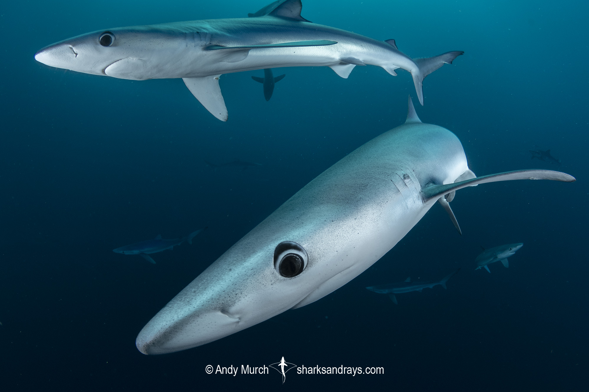 Blue Shark Wallpapers