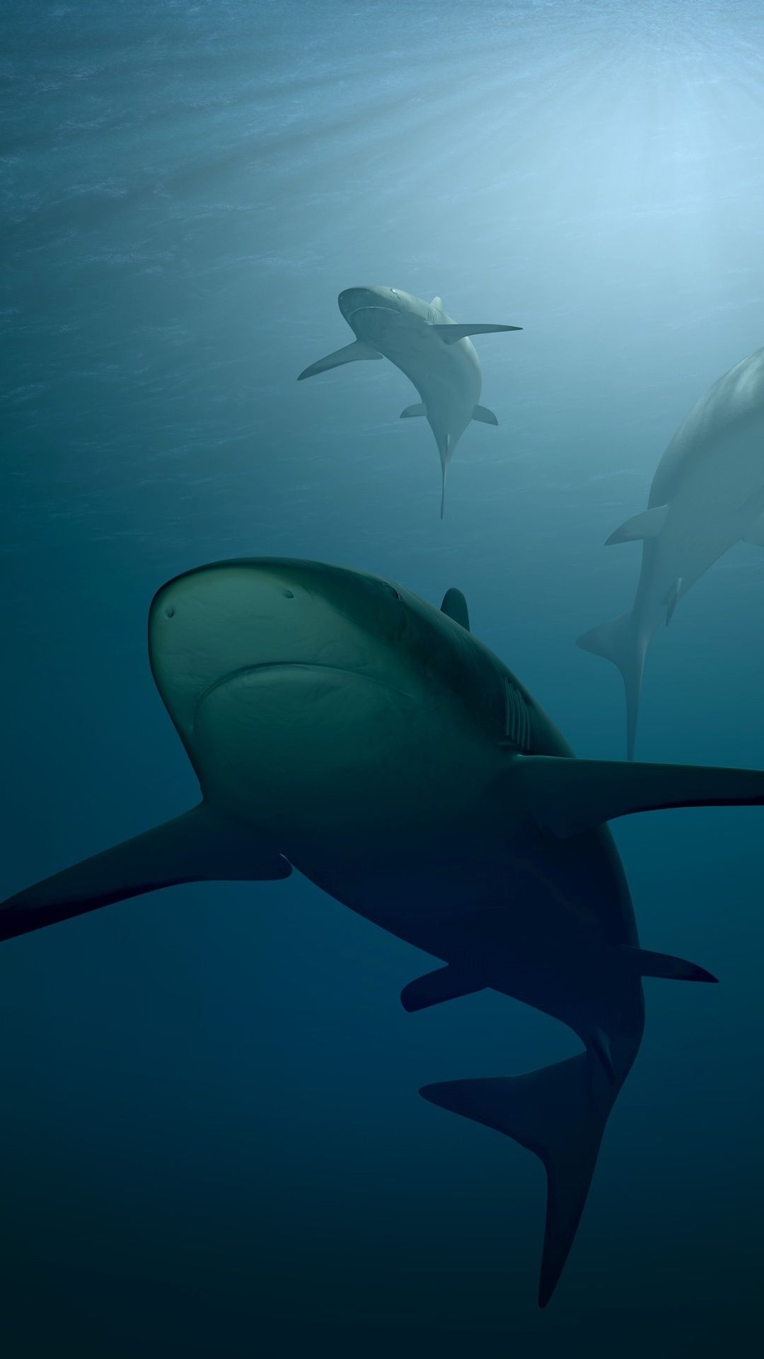 Blue Shark Wallpapers