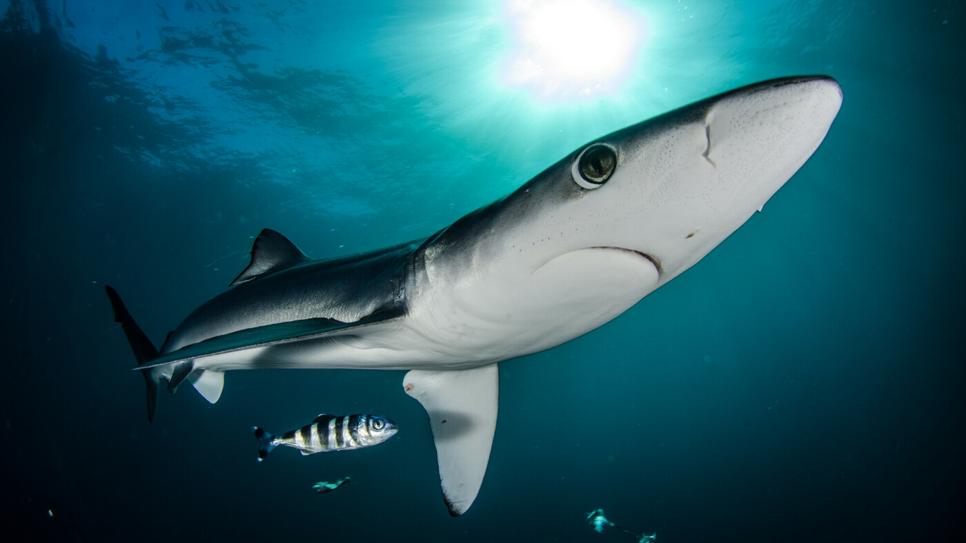 Blue Shark Wallpapers