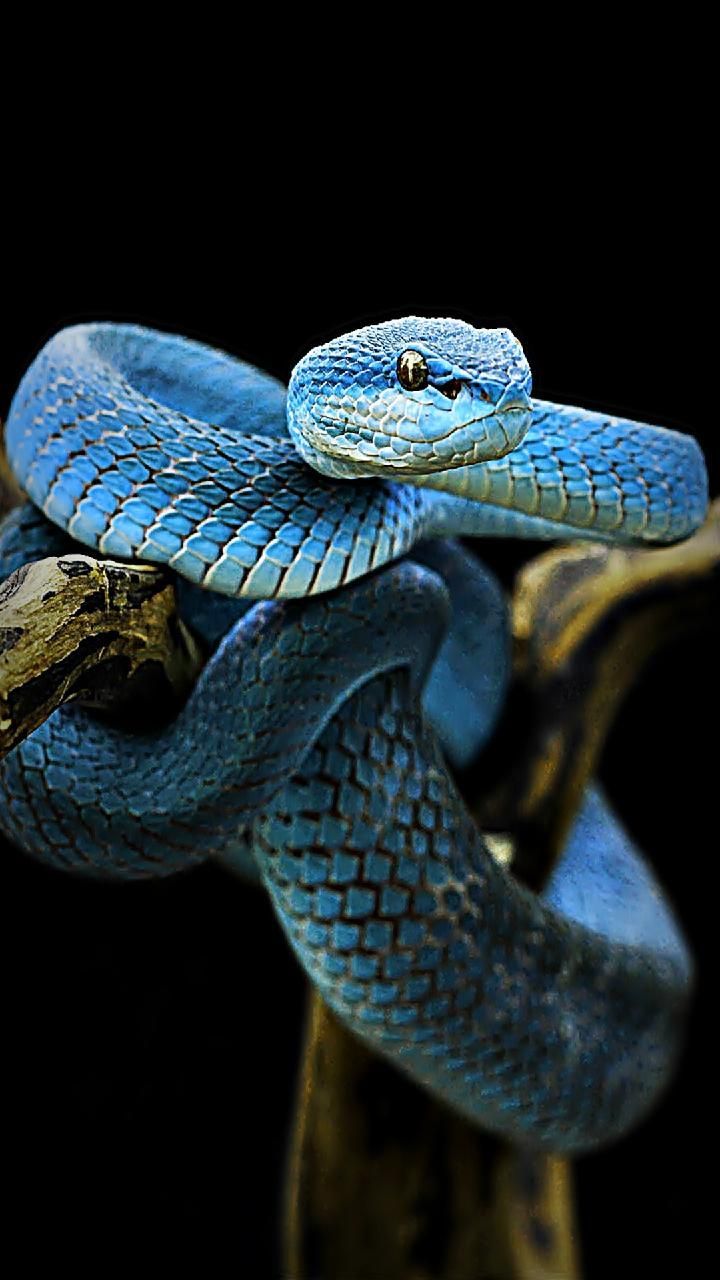 Blue Snake Wallpapers