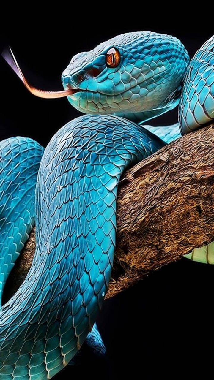 Blue Snake Wallpapers