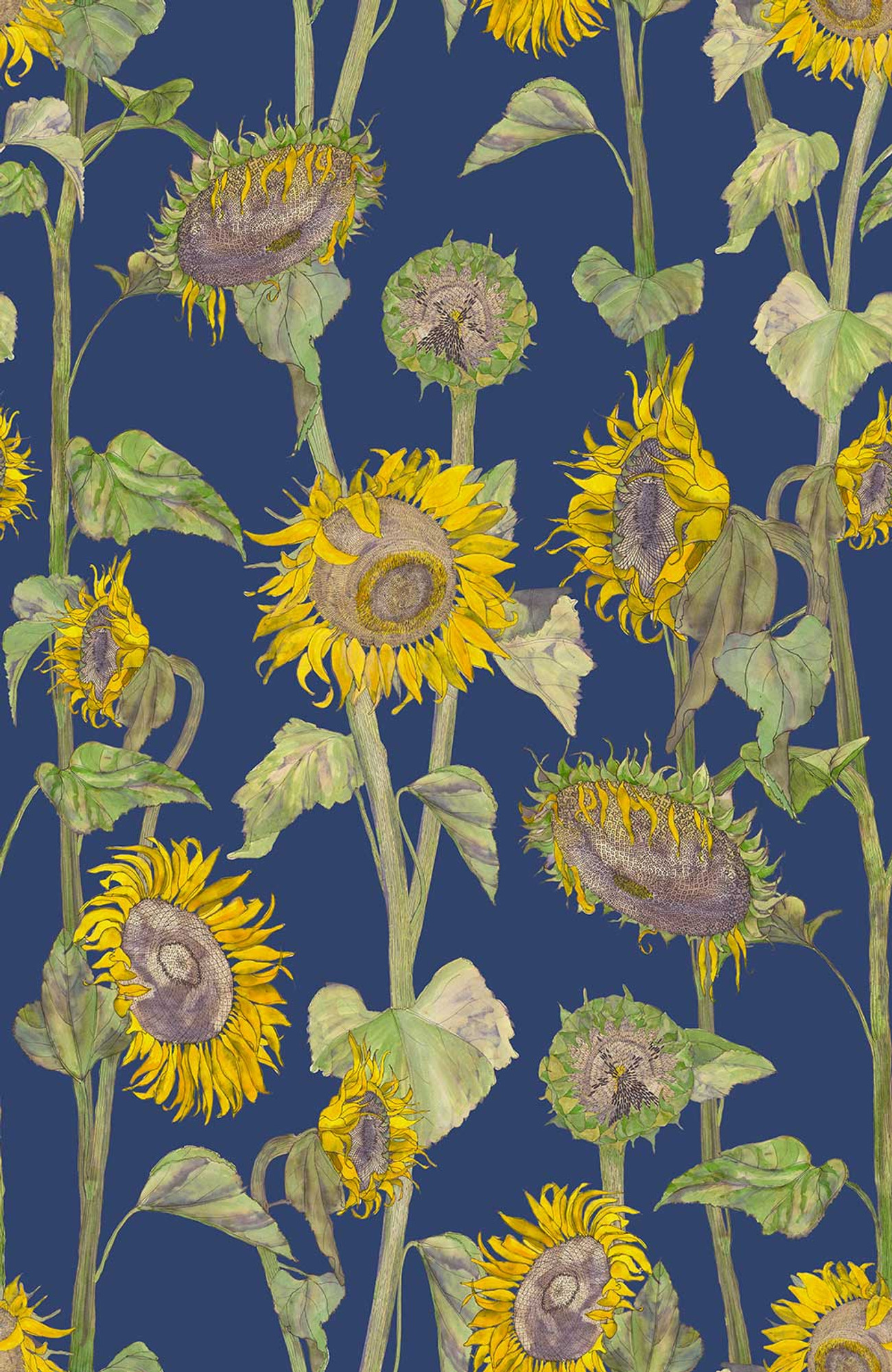 Blue Sunflower Wallpapers