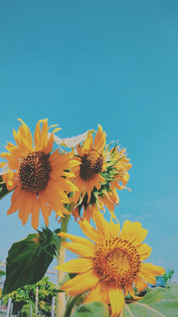 Blue Sunflower Wallpapers