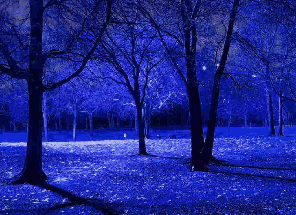 Blue Trees Wallpapers