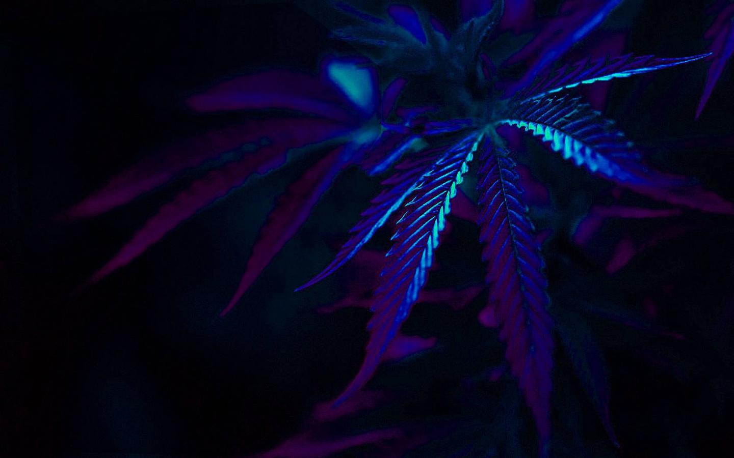 Blue Weed Wallpapers