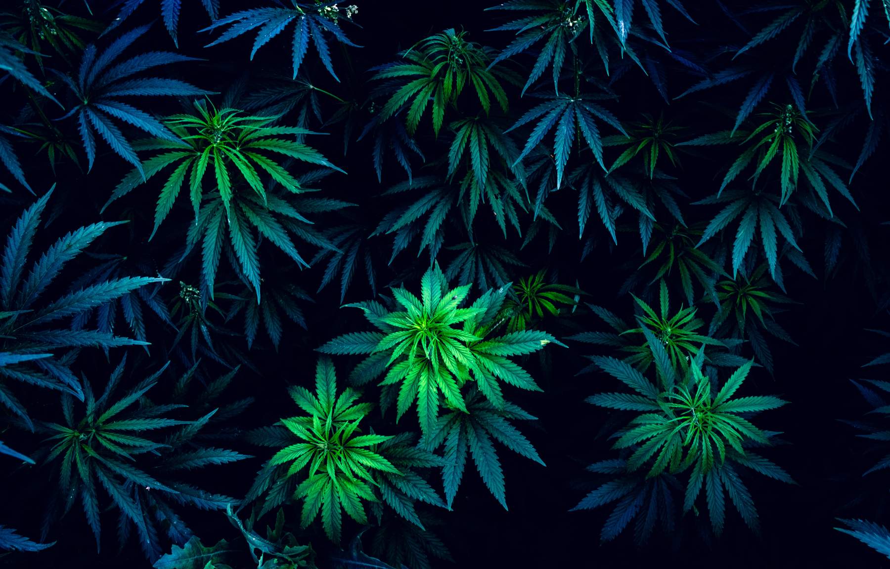 Blue Weed Wallpapers