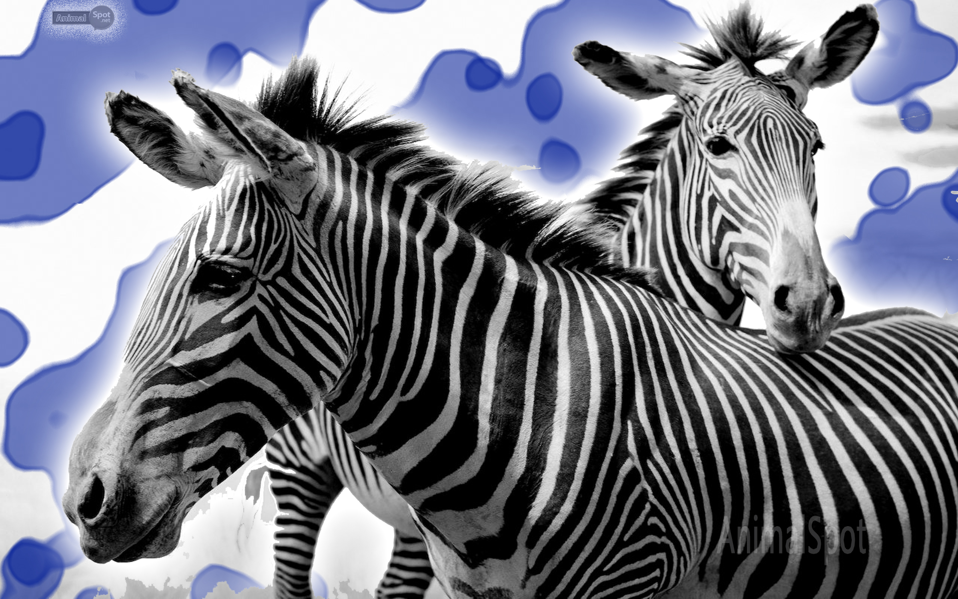 Blue Zebra Wallpapers