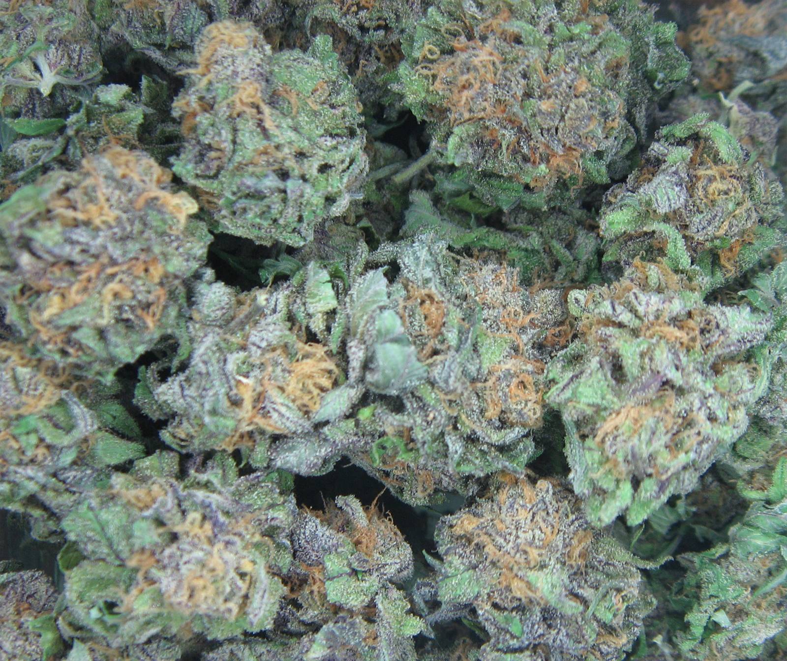 Blueberry Kush Pictures Wallpapers