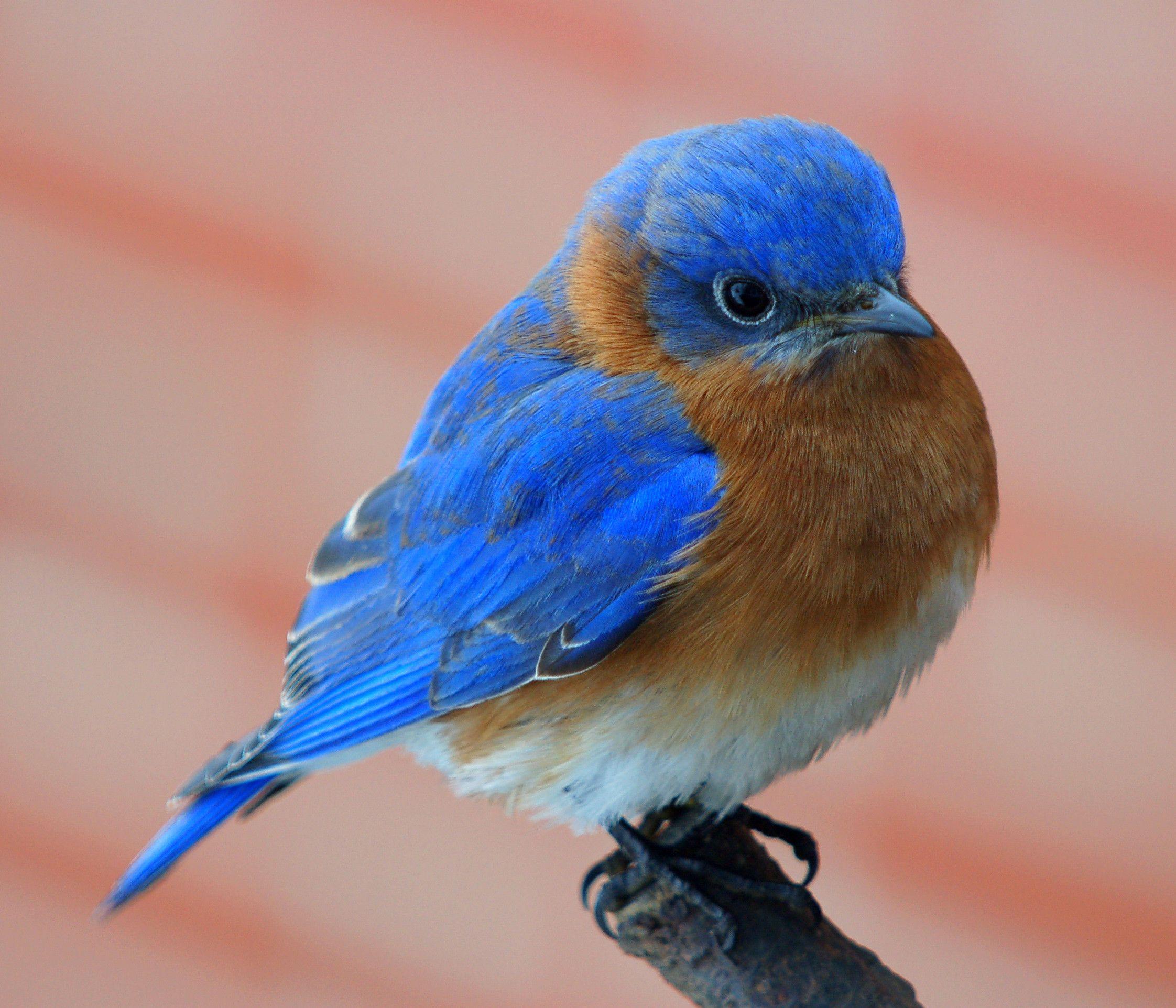 Bluebird Wallpapers